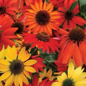 Cheyanne spirit Echinacea seeds